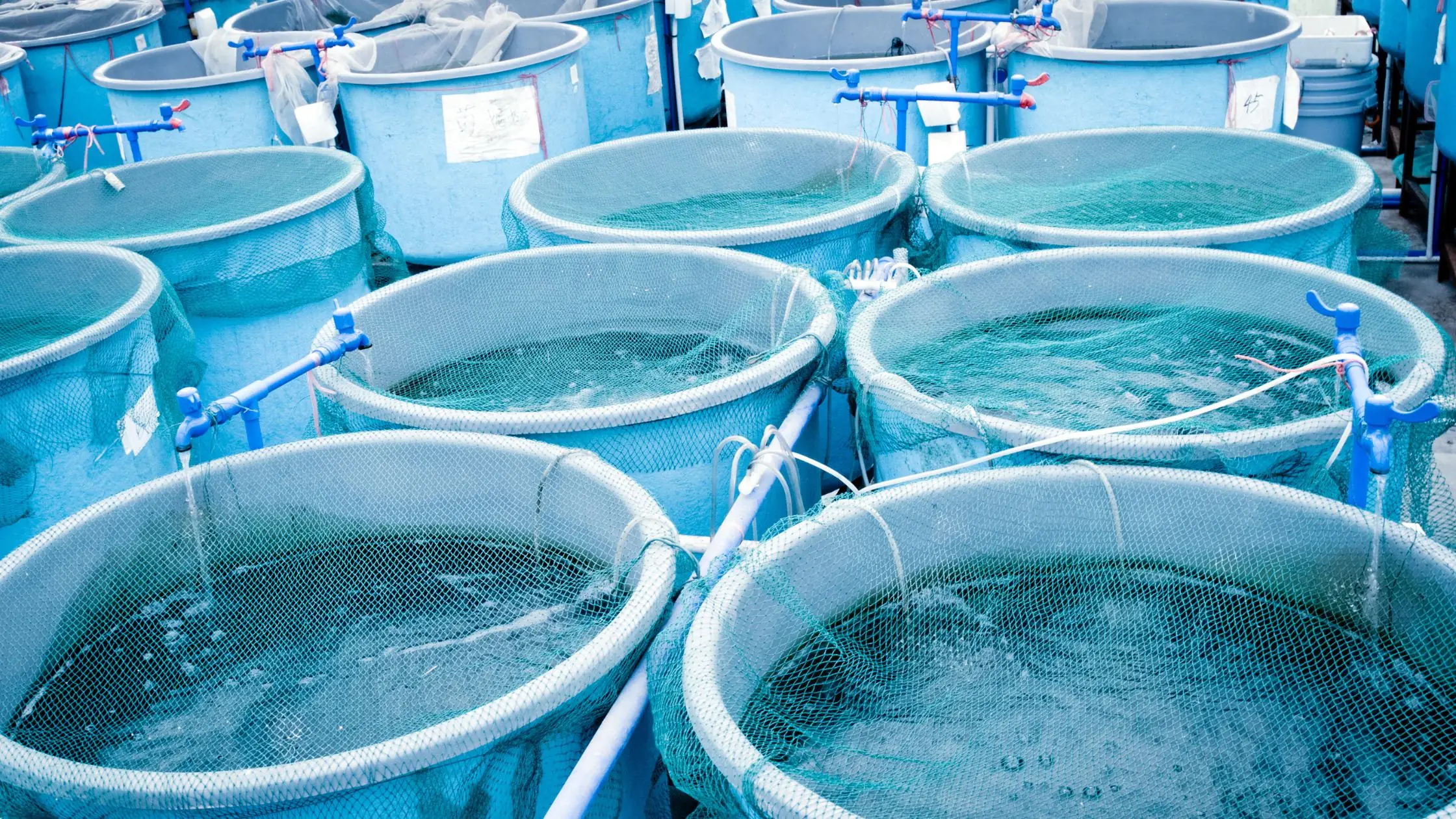 Ozone Solutions for the Aquaculture Industry