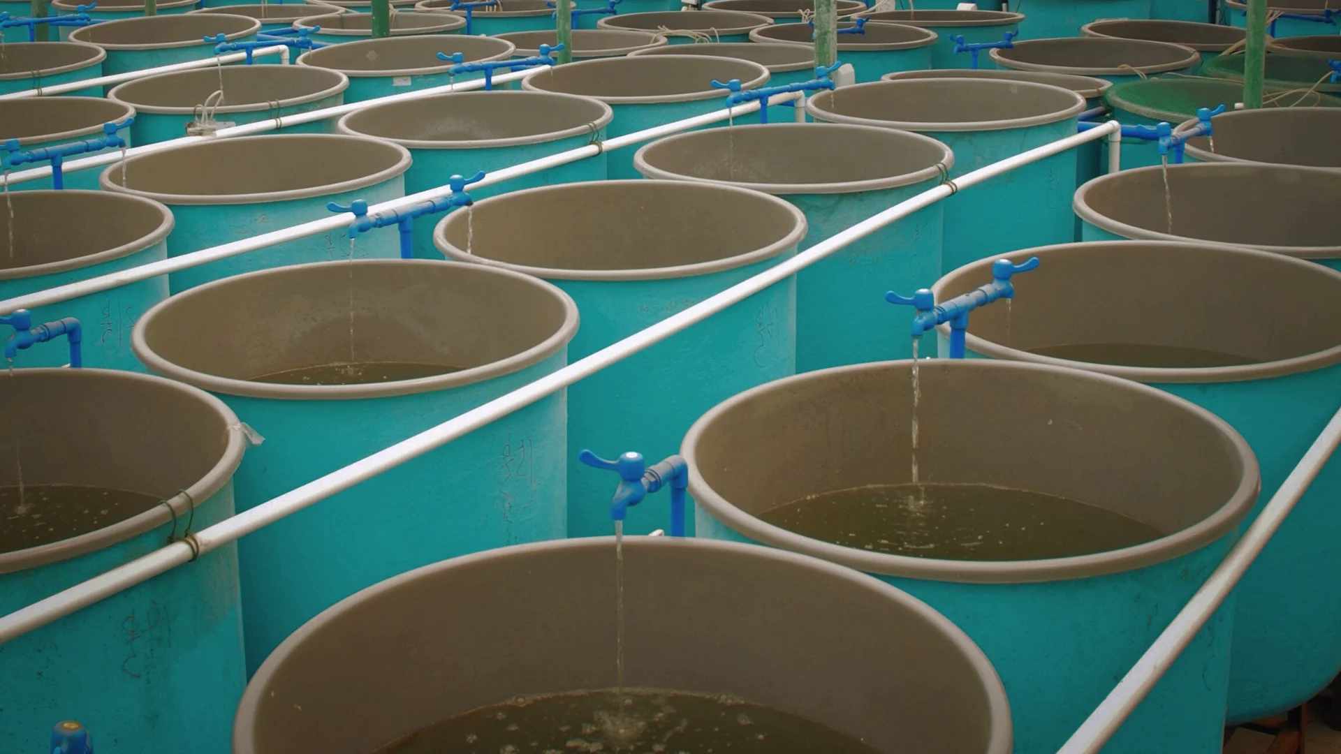 Engineering Low-Dose Ozone Systems for Aquaculture and Beyond